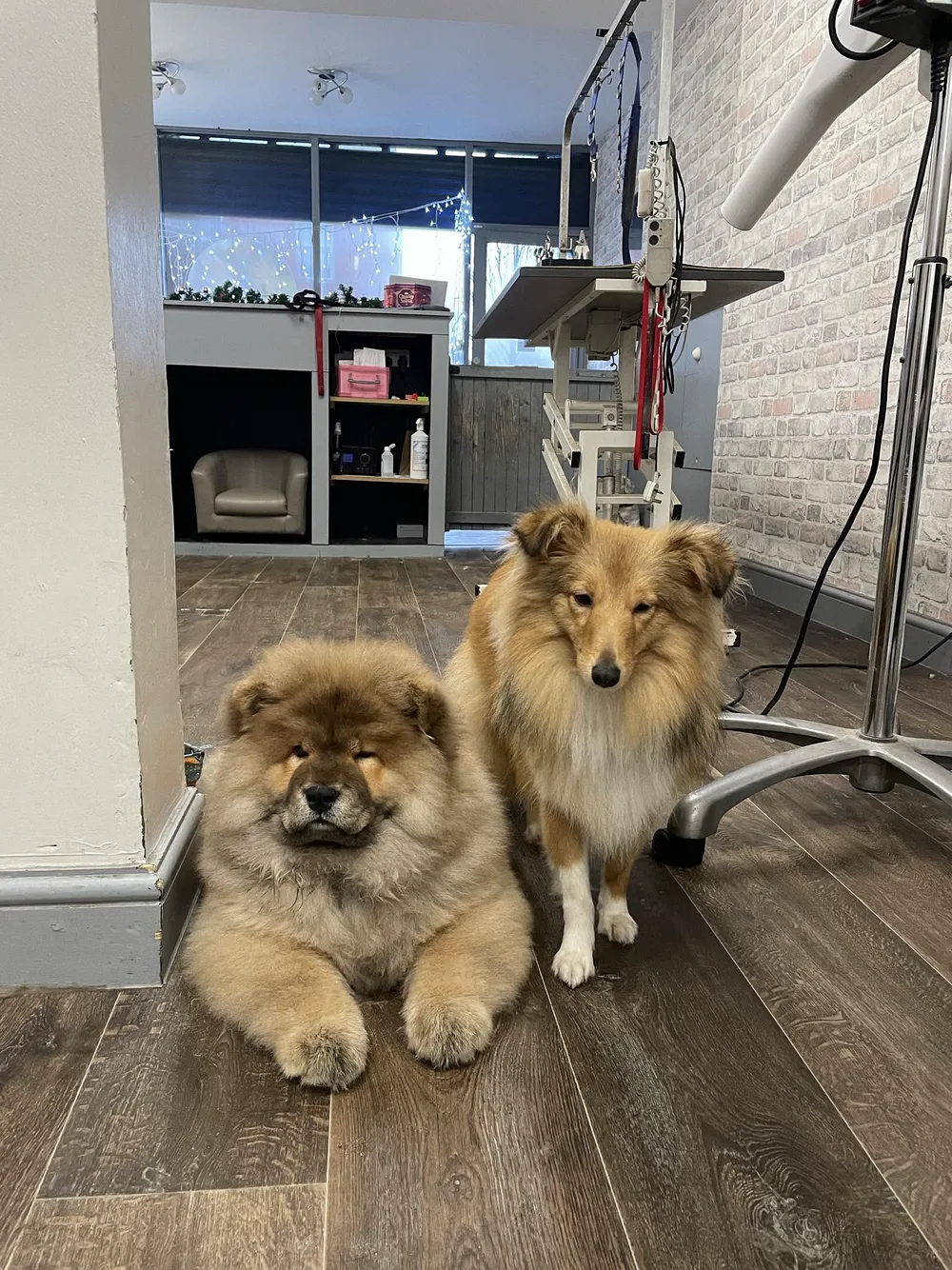 Two freshly groomed dogs relaxing inside the K9 Services MCR grooming salon in Manchester