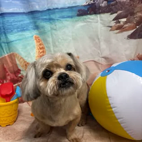 A shih tzu-type dog after grooming at K9 Services MCR