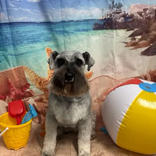 A schnauzer neatly styled by K9 Services MCR
