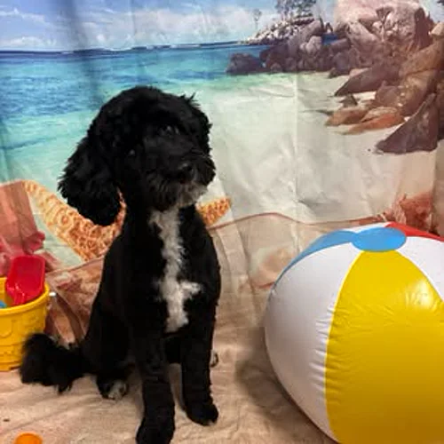 A black poodle-type dog freshly groomed at K9 Services MCR