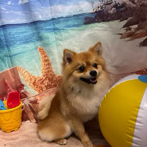A pomeranian looking fluffy after grooming at K9 Services MCR