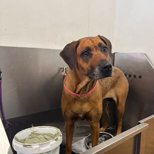 A dog in the grooming bath at K9 Services MCR